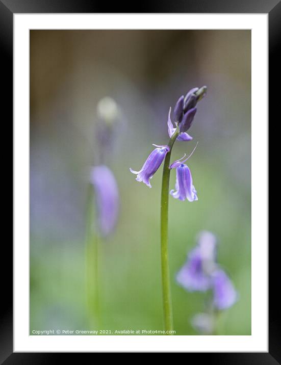 English Spring Bluebells At Vincent's Wood, Freeland, Oxfordshir Framed Mounted Print by Peter Greenway