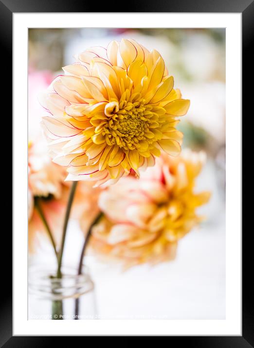 Vase Of Yellow Dahlias In A Village Flower Show Framed Mounted Print by Peter Greenway
