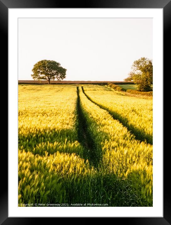 WHEAT FIELD IN SUMMER Framed Mounted Print by Peter Greenway