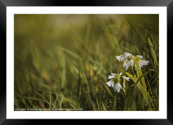 White Spring Bluebells Framed Mounted Print by Peter Greenway