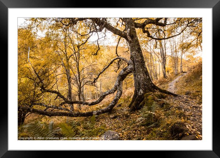 Woodland Around Divach Falls, Scottish Highlands Framed Mounted Print by Peter Greenway