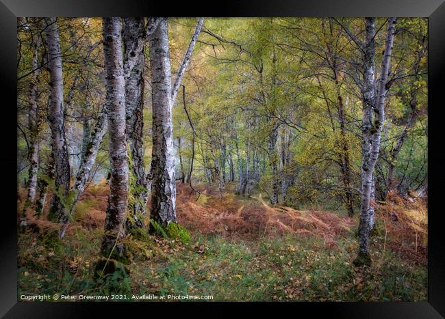 Silver Birch In Woodland Around Divach Falls, Scot Framed Print by Peter Greenway