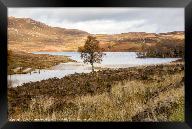 A Lone Tree At Loch Tarff, Scottish Highlands Framed Print by Peter Greenway