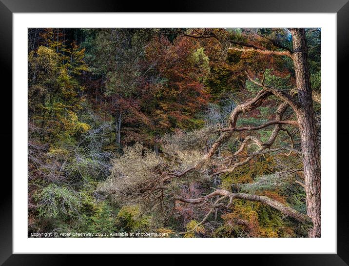Autumn Tree Colours At The Gorge At Randolphs Leap Framed Mounted Print by Peter Greenway