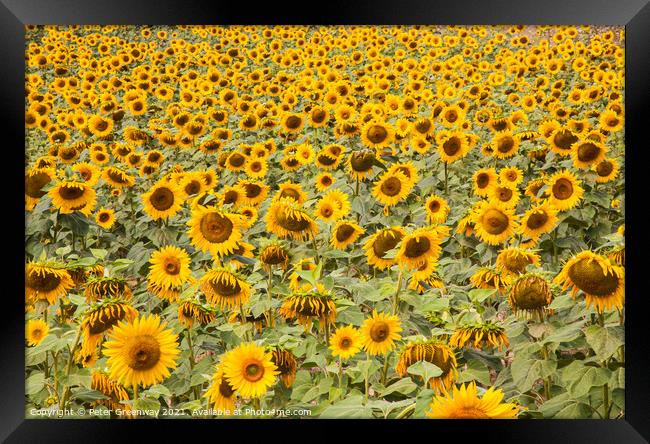 A Field Of Sunflowers In Sandeep, Dordogne, France Framed Print by Peter Greenway