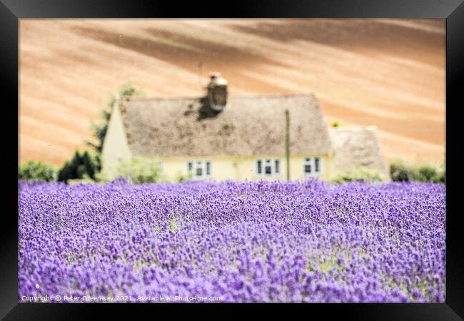 Cotswold Cottage Overlooking The Lavender Fields A Framed Print by Peter Greenway
