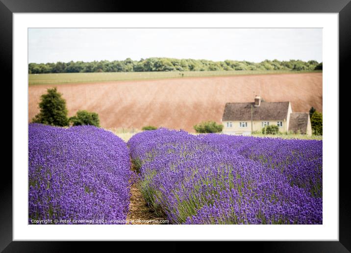 Lavender Fields And Cottage At Snowshill, Cotswold Framed Mounted Print by Peter Greenway