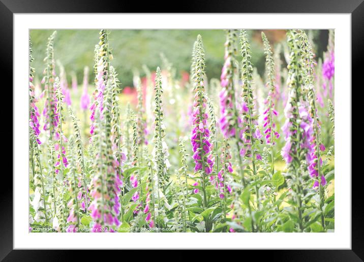 Foxgloves In The Flower Beds Of An English Country Framed Mounted Print by Peter Greenway