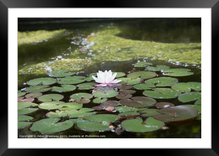 The Water Lily Pond at Buscot House Framed Mounted Print by Peter Greenway