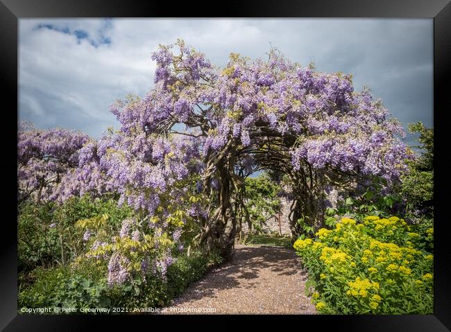 Ancient 125 Year Old Wisteria In The Gardens At Gr Framed Print by Peter Greenway