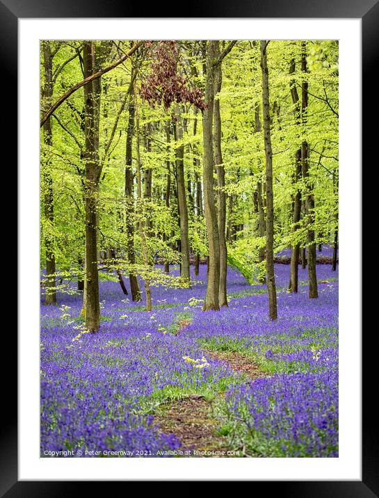Bluebell Woods - Dockey Wood Ashridge Estate Framed Mounted Print by Peter Greenway
