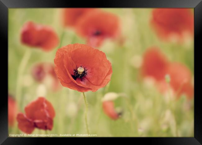 Impressions Of Poppies Framed Print by Peter Greenway