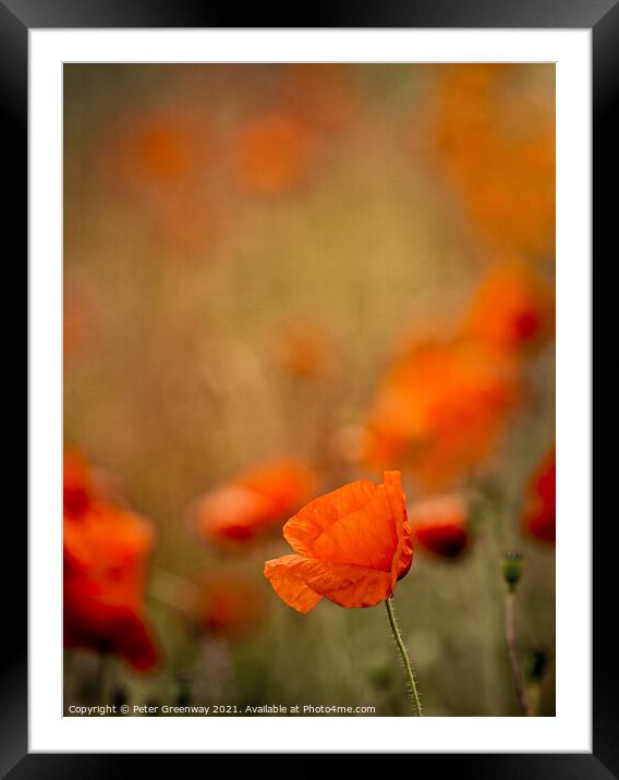 Echoes Of Poppies In The Fields Of Rural Oxfordshire Framed Mounted Print by Peter Greenway