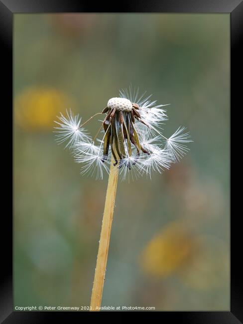 Partly Seeded Dandelion Head ( Taraxacum ) Framed Print by Peter Greenway