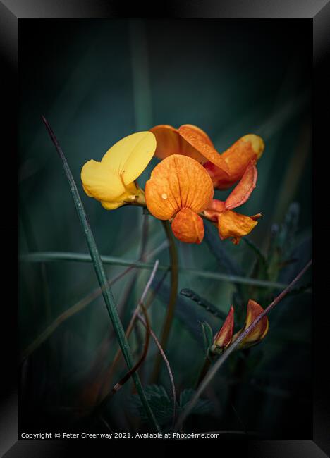 Birds Foot Trefoil ( Lotus Corniculatus ) Meadow Flower Framed Print by Peter Greenway