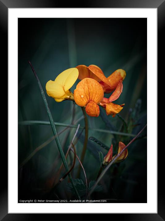 Birds Foot Trefoil ( Lotus Corniculatus ) Meadow Flower Framed Mounted Print by Peter Greenway