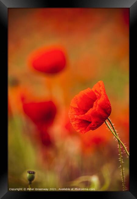 Rural Oxfordshire Poppy Field Framed Print by Peter Greenway