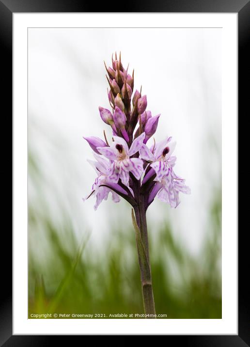 English Common Spotted Orchid ( Dactylorhiza fuschii ) Meadow Fl Framed Mounted Print by Peter Greenway