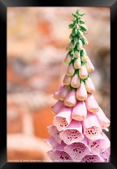 Foxgloves ( Digitalis ) In The Walled Flower Garden At Rousham H Framed Print by Peter Greenway
