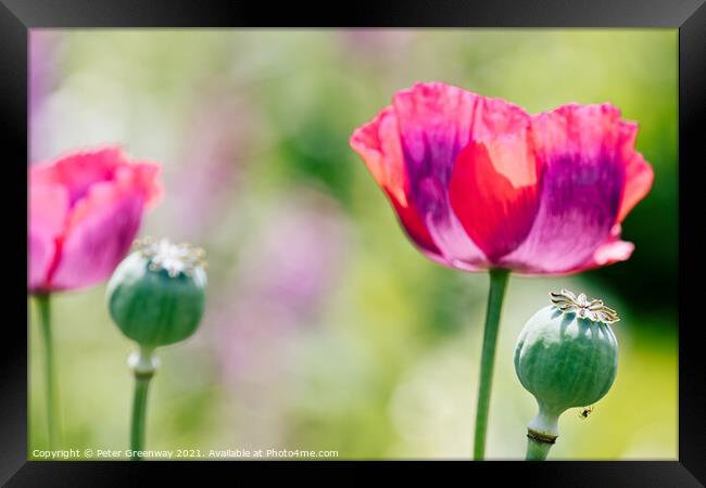 Poppies In The Borders At Rousham Gardens Framed Print by Peter Greenway