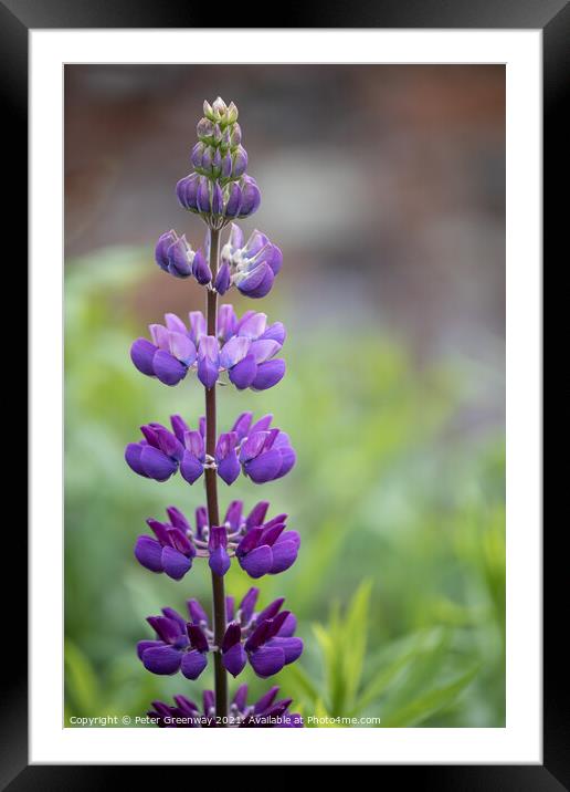 Unopend Lupins In The Borders At Rousham Gardens Framed Mounted Print by Peter Greenway