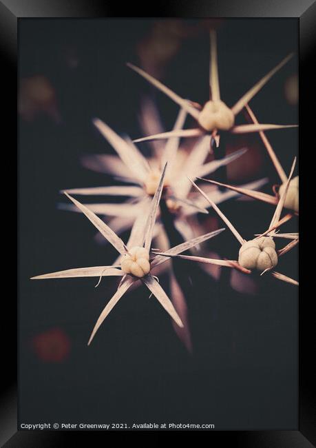 Spikey 'Stars Of Persia' Flower Heads In The Kitchen Gardens At  Framed Print by Peter Greenway