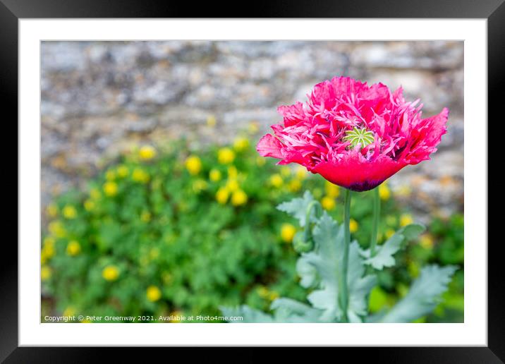 Poppies In Full Bloom In The Kitchen Gardens At Cogges Manor Far Framed Mounted Print by Peter Greenway