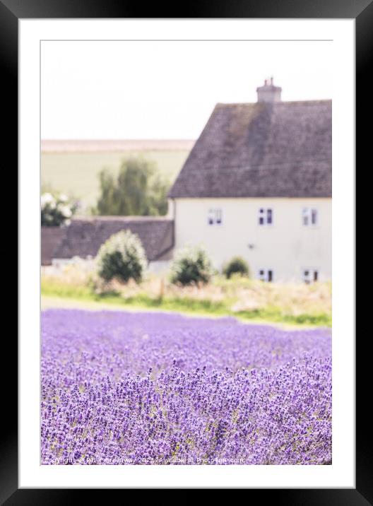 Cotswold Cottage Amongst The Lavender Fields At Snowshill Framed Mounted Print by Peter Greenway