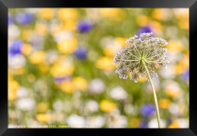 Cowslip Amongst Cotswold Meadow Flowers Framed Print by Peter Greenway