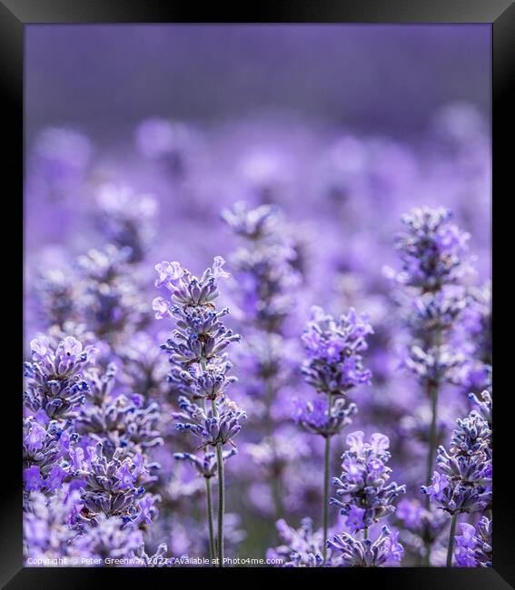Cotswold Lavender Blooms At Snowshill, Worcestershire Framed Print by Peter Greenway