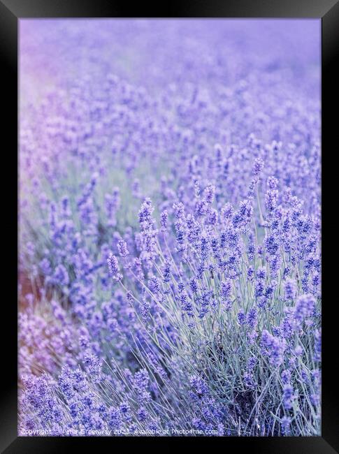Cotswold Lavender At Snowshill Framed Print by Peter Greenway