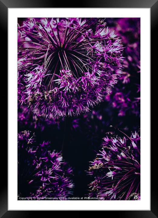 Allium Flower Heads Framed Mounted Print by Peter Greenway