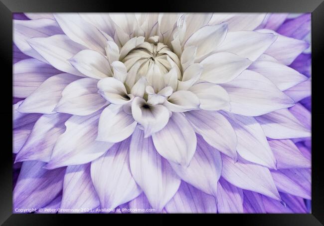 Purple & Cream Dahlia Leaves Framed Print by Peter Greenway