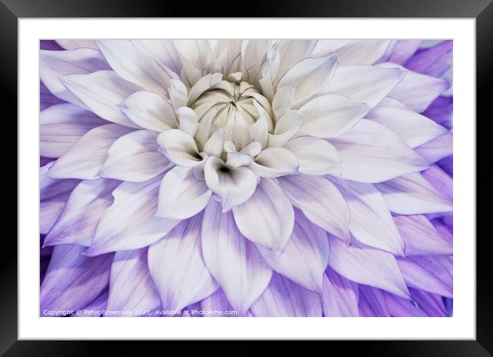 Purple & Cream Dahlia Leaves Framed Mounted Print by Peter Greenway
