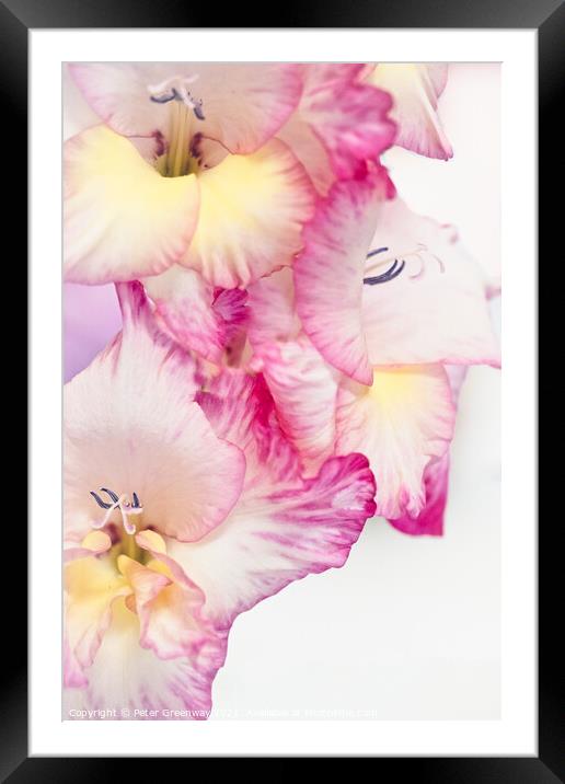 Coloured Gladioli Petals Framed Mounted Print by Peter Greenway