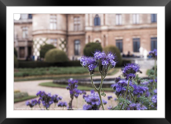 Thistles In Bloom On The Parterre At Waddesdon Manor Framed Mounted Print by Peter Greenway