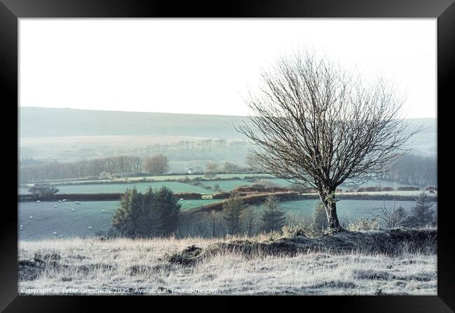 Lone Tree On Dartmoor Backdropped By Grazing Sheep & Tors Framed Print by Peter Greenway