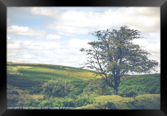 Lone Tree In Summer Overlooking Dartmoor, Devon  Framed Print by Peter Greenway
