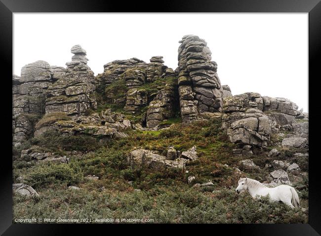 Wild White Horse Grazing On 'Hound' Tor On Dartmoor In Devon Framed Print by Peter Greenway