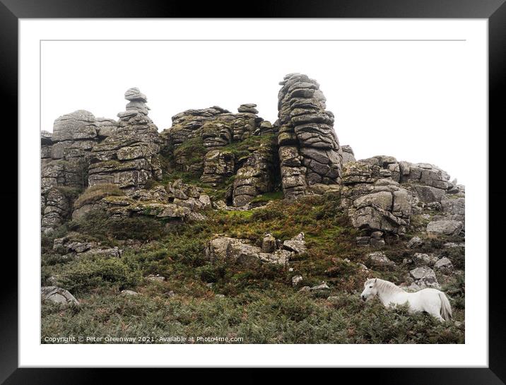 Wild White Horse Grazing On 'Hound' Tor On Dartmoor In Devon Framed Mounted Print by Peter Greenway