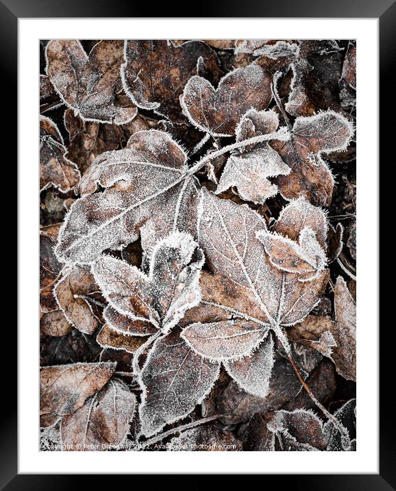 Frosty Garden Leaves After A Haw Frost Framed Mounted Print by Peter Greenway
