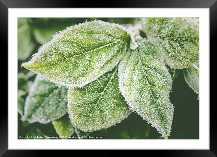 Frosty Garden Leaves After A Haw Frost Framed Mounted Print by Peter Greenway