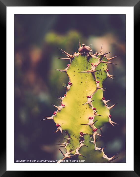 Spikey Cacti With Red Berries At Kew Gardens, Richmond Framed Mounted Print by Peter Greenway