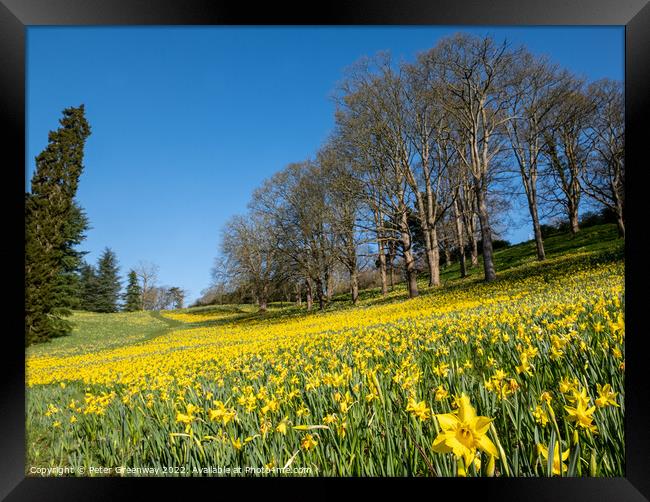 A Sea Of Daffodils In Full Bloom In 'Daffodil Valley' At Waddesd Framed Print by Peter Greenway