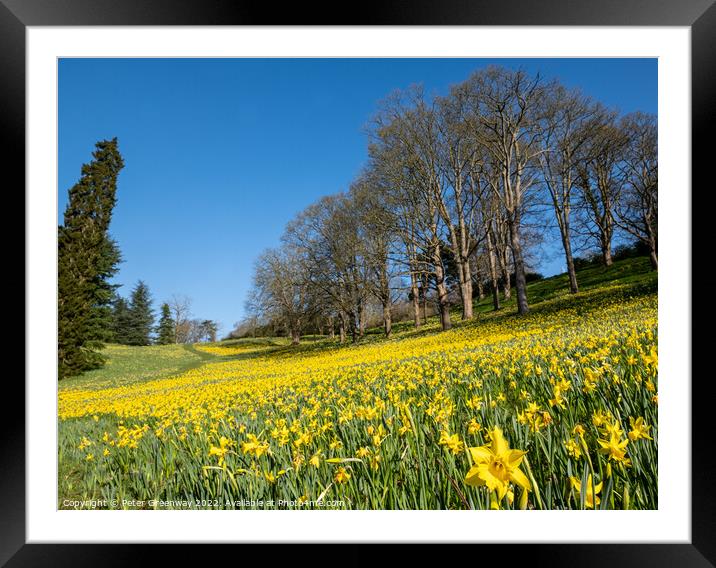 A Sea Of Daffodils In Full Bloom In 'Daffodil Valley' At Waddesd Framed Mounted Print by Peter Greenway