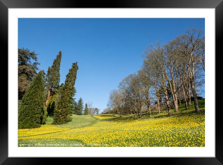 A Sea Of Daffodils In Full Bloom In 'Daffodil Valley' At Waddesd Framed Mounted Print by Peter Greenway