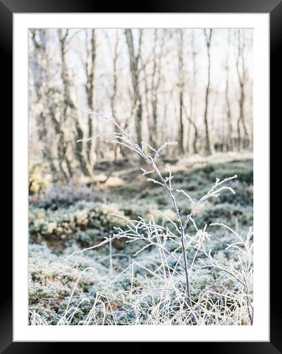 Frozen Hedgerow On The Roadside In The Scottish Highlands Framed Mounted Print by Peter Greenway