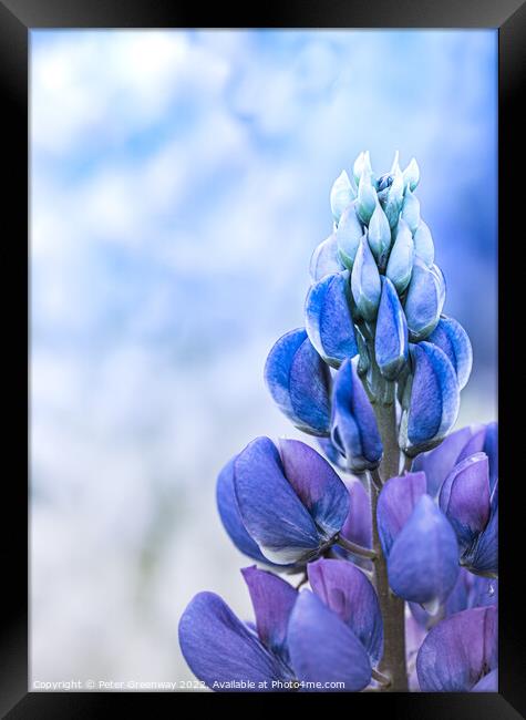 Top Of A Blue Lupin At A Flower Festival Framed Print by Peter Greenway