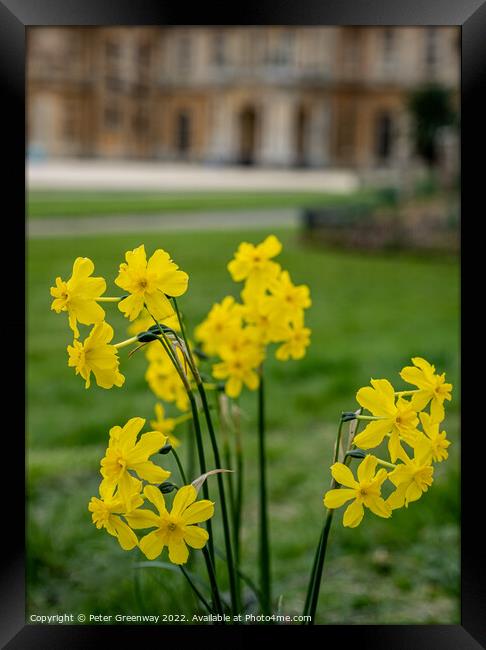 Spring Daffodils ( Narcissus ) in the grounds of Waddesdon Manor, Buckinghamshire Framed Print by Peter Greenway