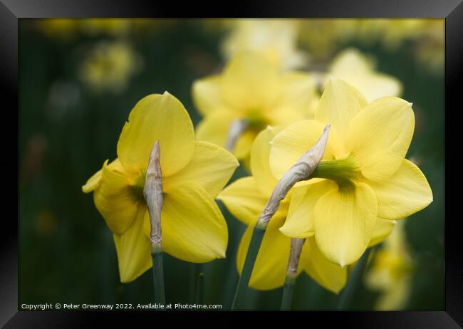 Dreamy Spring Daffodils Framed Print by Peter Greenway